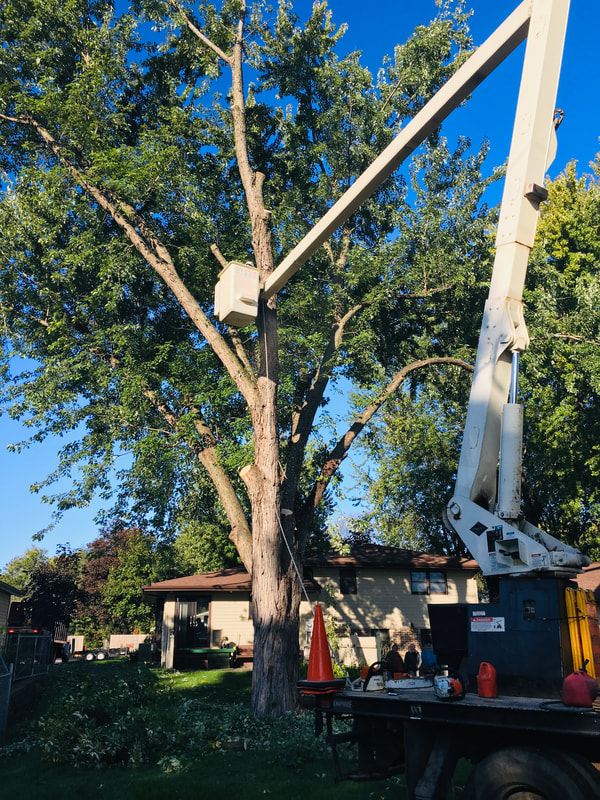 Tree Removal - Fully Insured