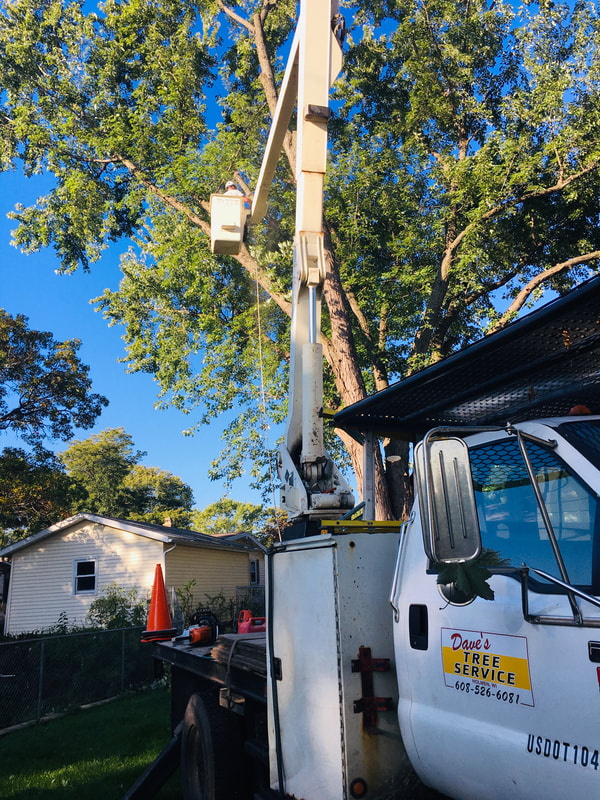 Tree Trimming & Removal in Holmen WI