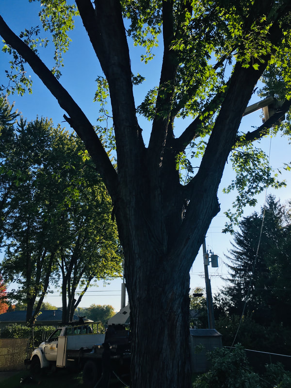 Tree Services in Onalaska WI